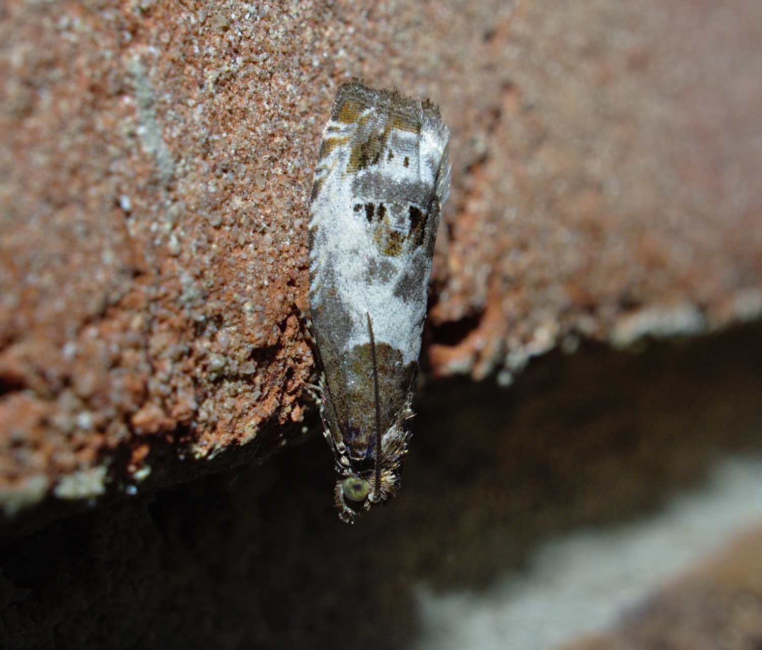 Thanks BugGuide_20200522.jpg